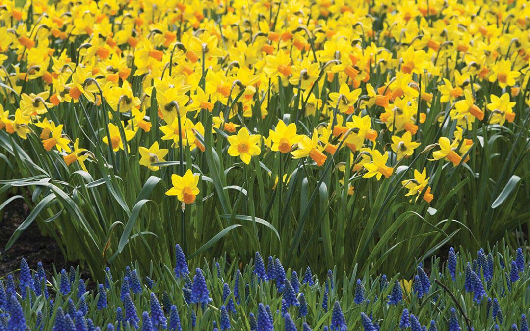 Nature’s Reawakening