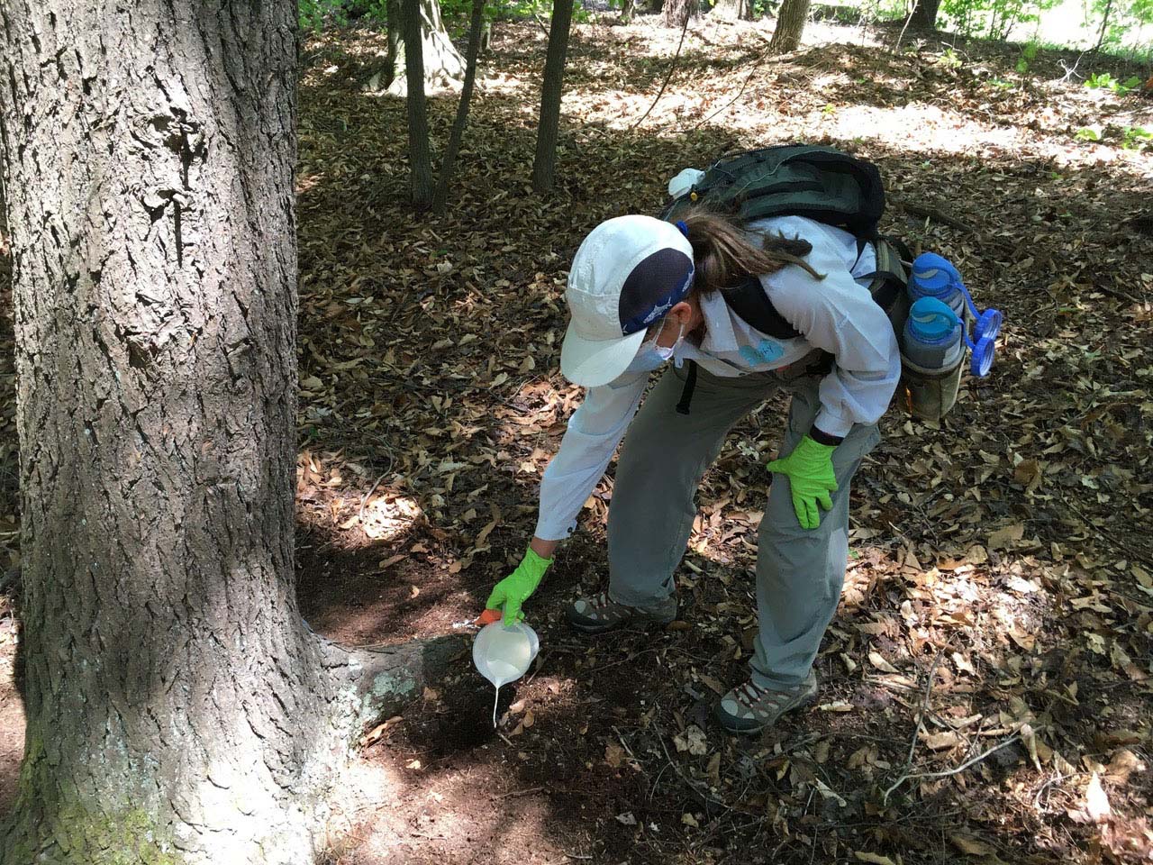 highlands-nc-the-mountain-retreat-learning-center-hemlock-workshop-tree-treatment