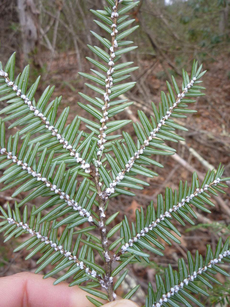 highlands-nc-the-mountain-retreat-learning-center-hemlock-workshop-tree