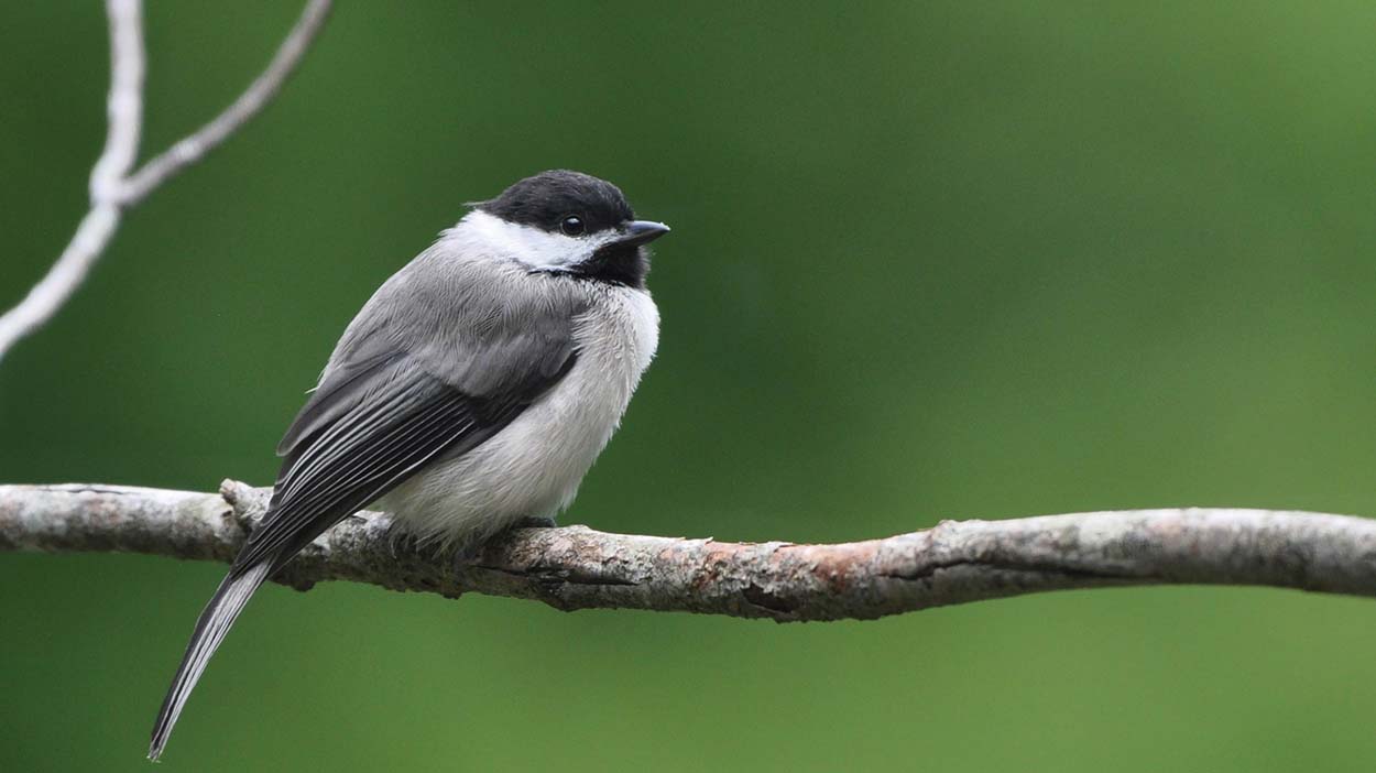 highlands-plateau-audubon-Chickadee