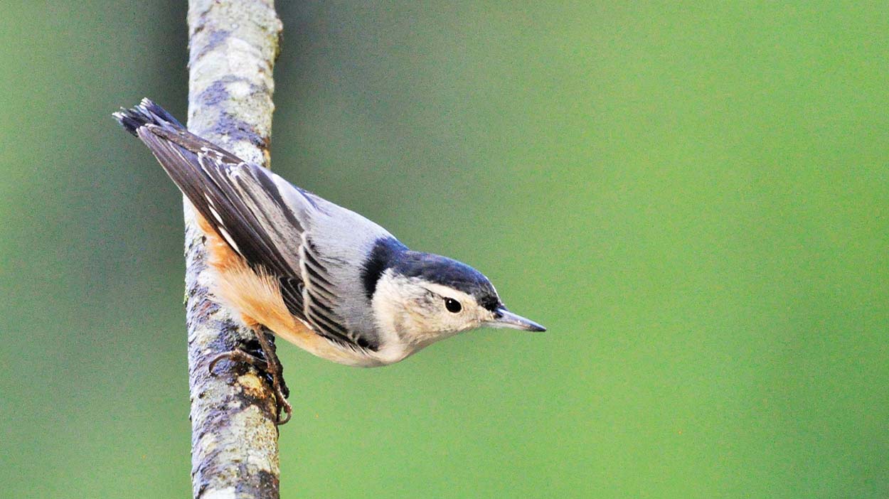 highlands-plateau-audubon-Nuthatch-White-breasted