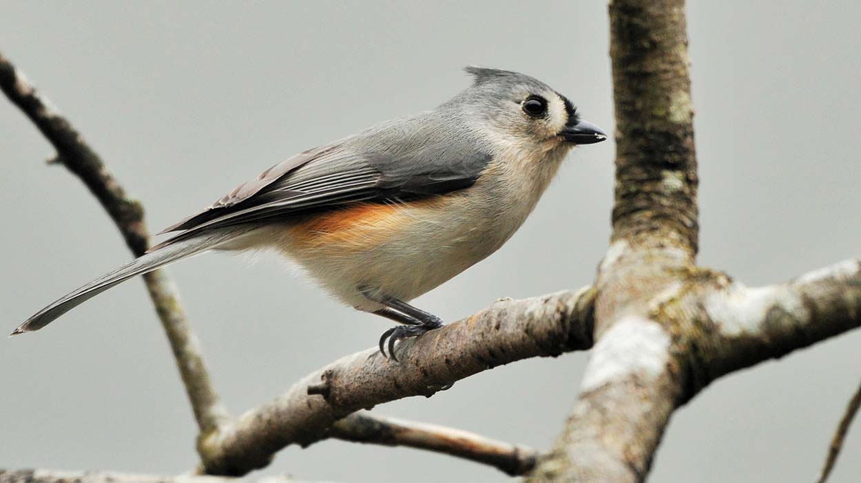 highlands-plateau-audubon-Tufted-Titmouse