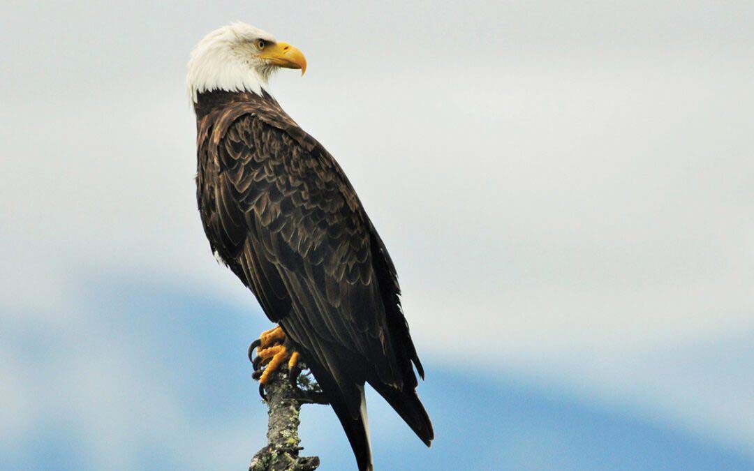 Bald Eagles in Highlands