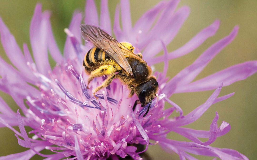 Spring Honeybee Workshop