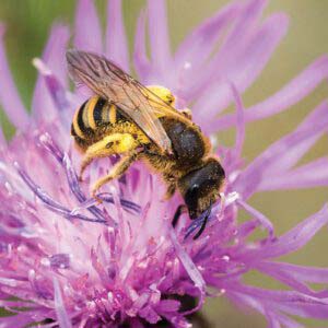 beekeeping-the-mountain-highlands