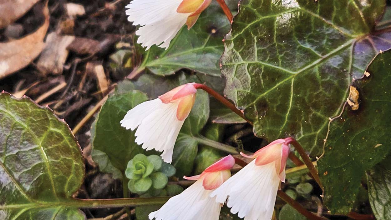 highlands-cashiers-biologicial-station-white-flower-top