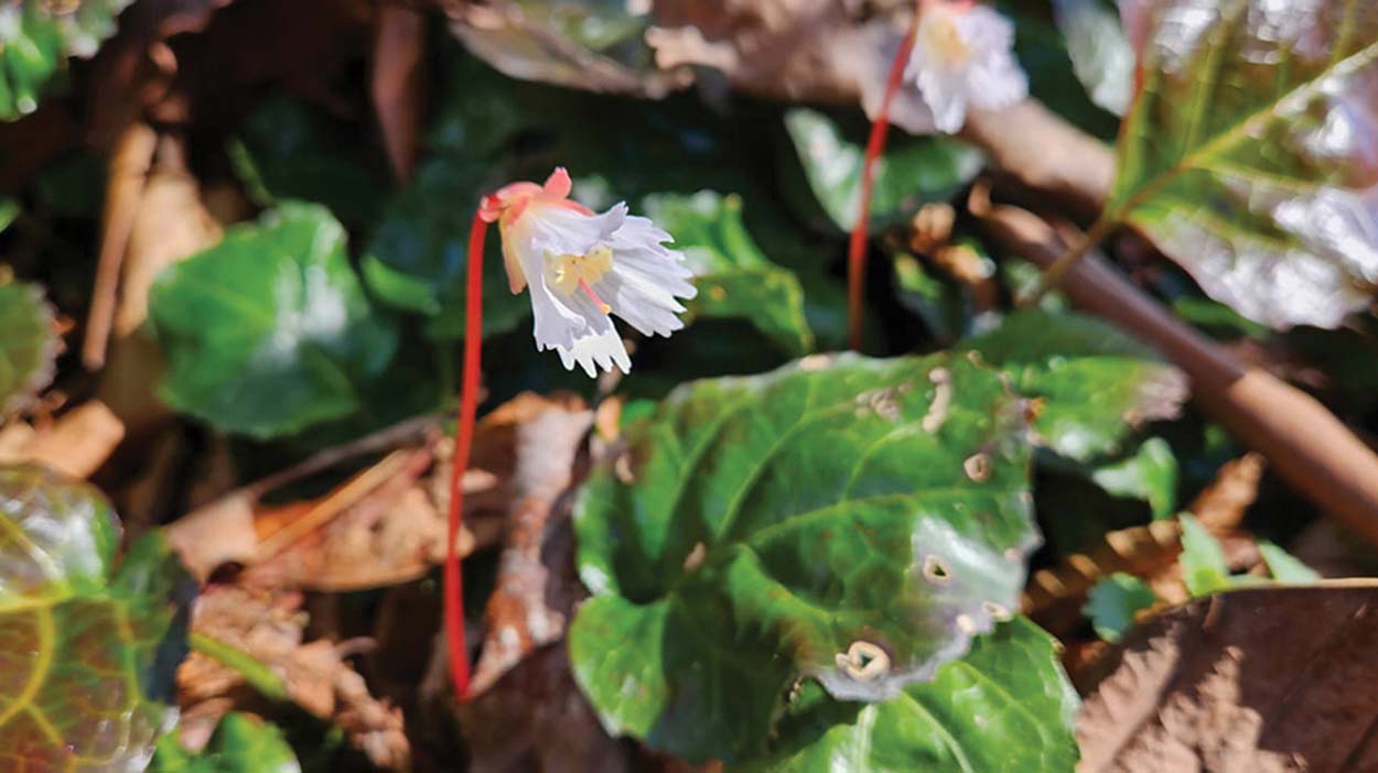 highlands-cashiers-biologicial-station-white-flower