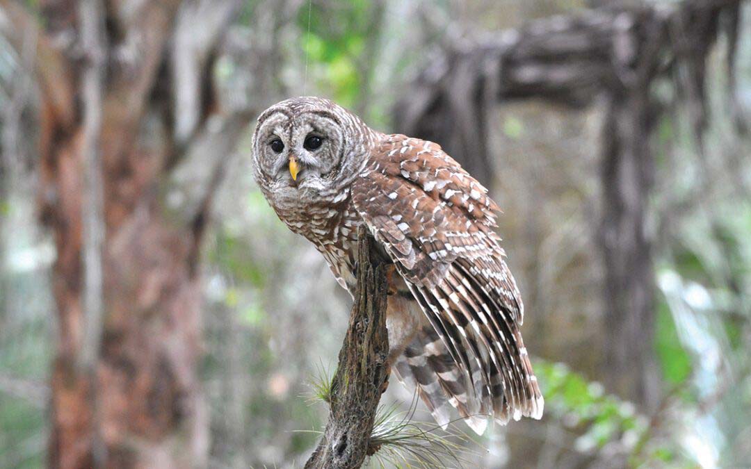 A Parliament of Owls