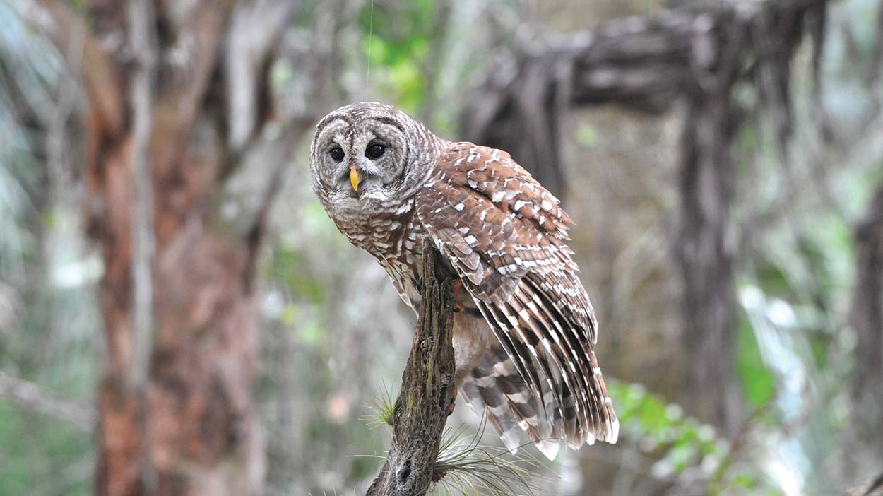 highlands-nc-barned-owl-audubon-society