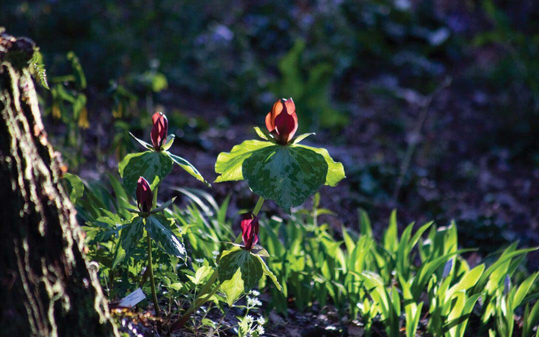 The Annual Wildflower Spectacle
