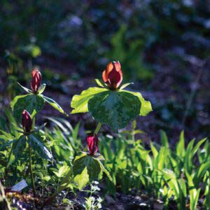 highlands-nc-flower-dylan-lytle