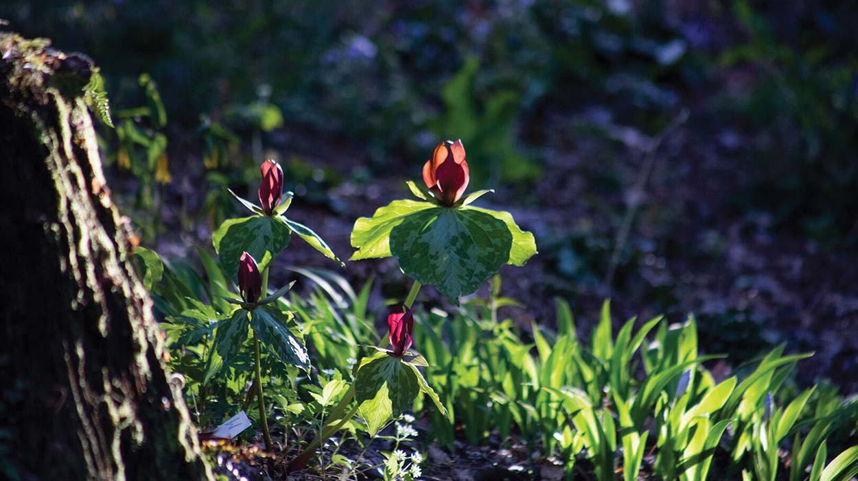 highlands-nc-flower-dylan-lytle