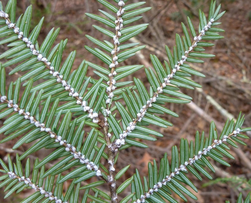 Hemlock Woolly Adelgid