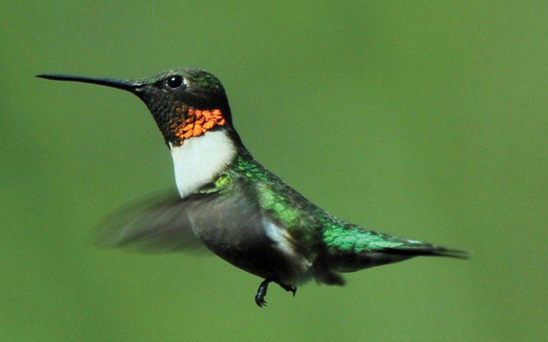 The Amazing Ruby-Throated Hummingbird