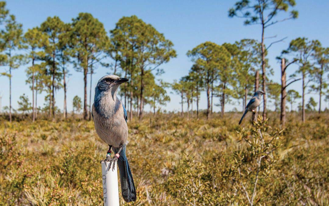 Conversations on Conservation