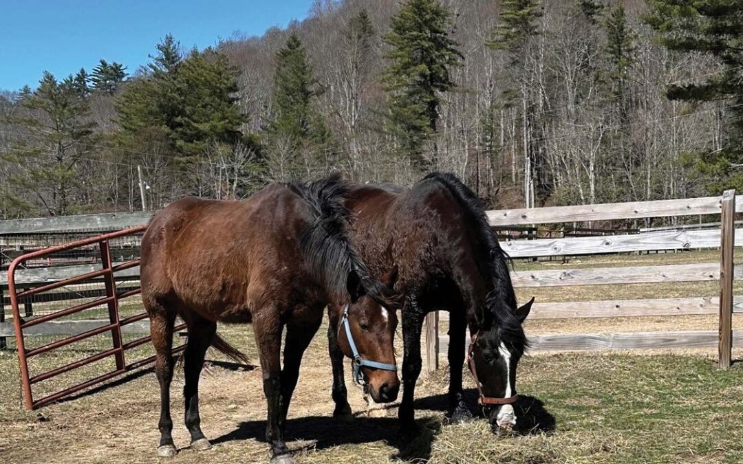 highlands-nc-carpe-diem-farms-Daniel-Keleb