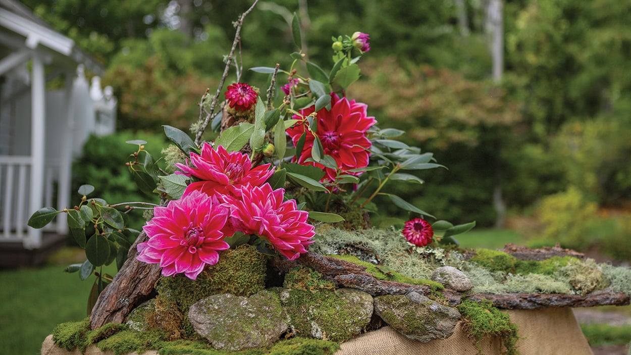 highlands-nc-dahlia-festival-dahlia