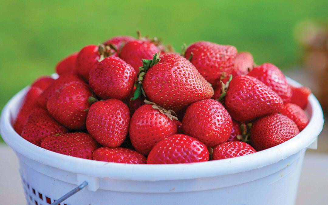 Fresh from the Farmer