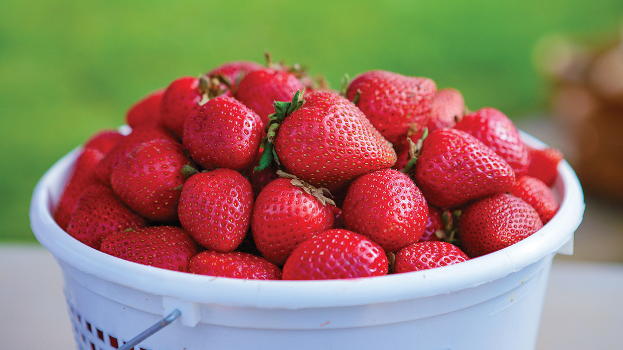 highlands-nc-marketplace-strawberry