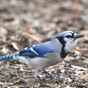 Audubon-Blue-Jay-highlands-cashiers-nc