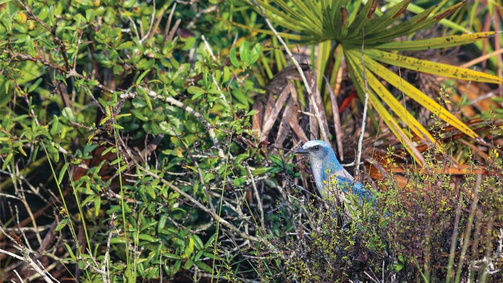 highlands-nc-biological-center-Scrub-jay-Lowres