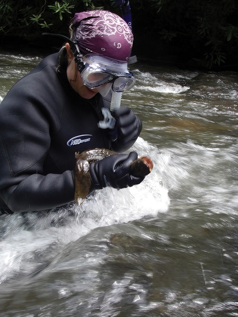 highlands-nc-biological-center-hellbender