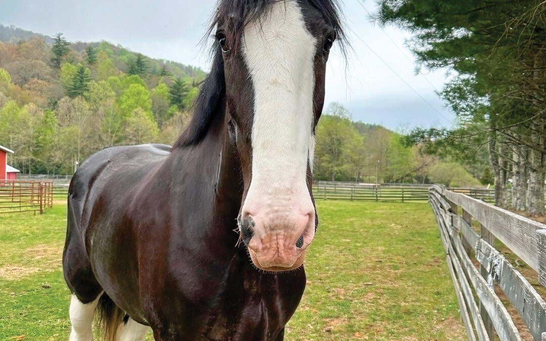 Counting June’s Blessings