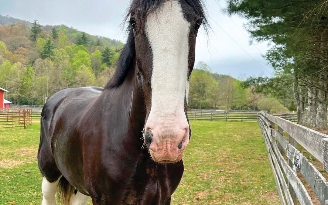 highlands-nc-carpe-diem-horse