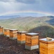 highlands-nc-shopping-acorns-killer-bees-honey