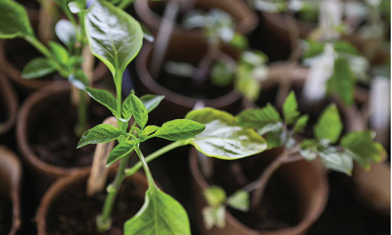 cashiers-nc-locally-grown-plant