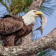 highlands-nc-audubon-Eagle-bald-ed-boos