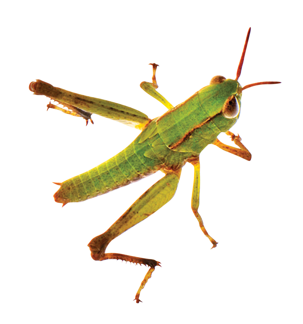 highlands-nc-bio-blitz-grasshopper