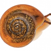 highlands-nc-bio-blitz-snail