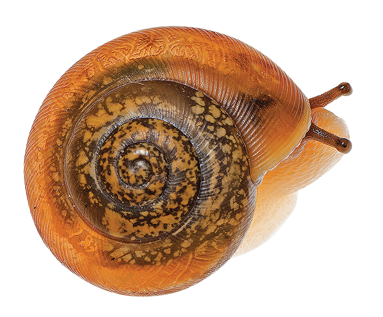 highlands-nc-bio-blitz-snail