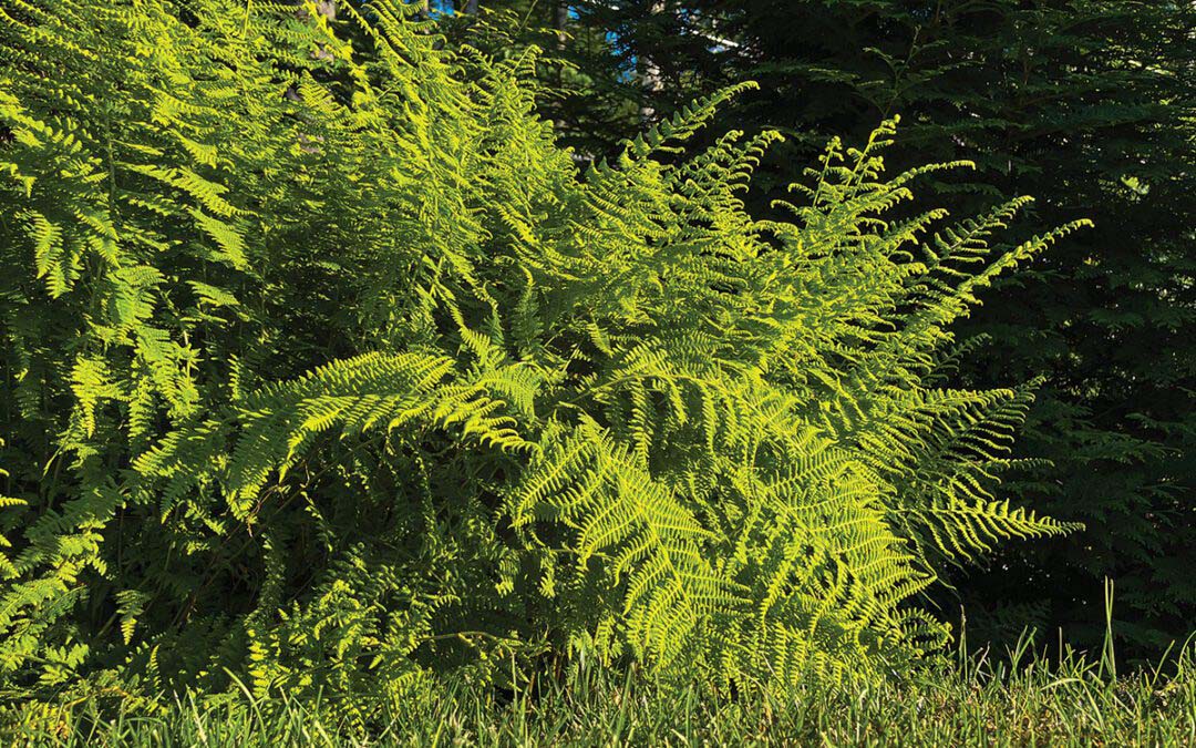 The Mystical Resilient Fern