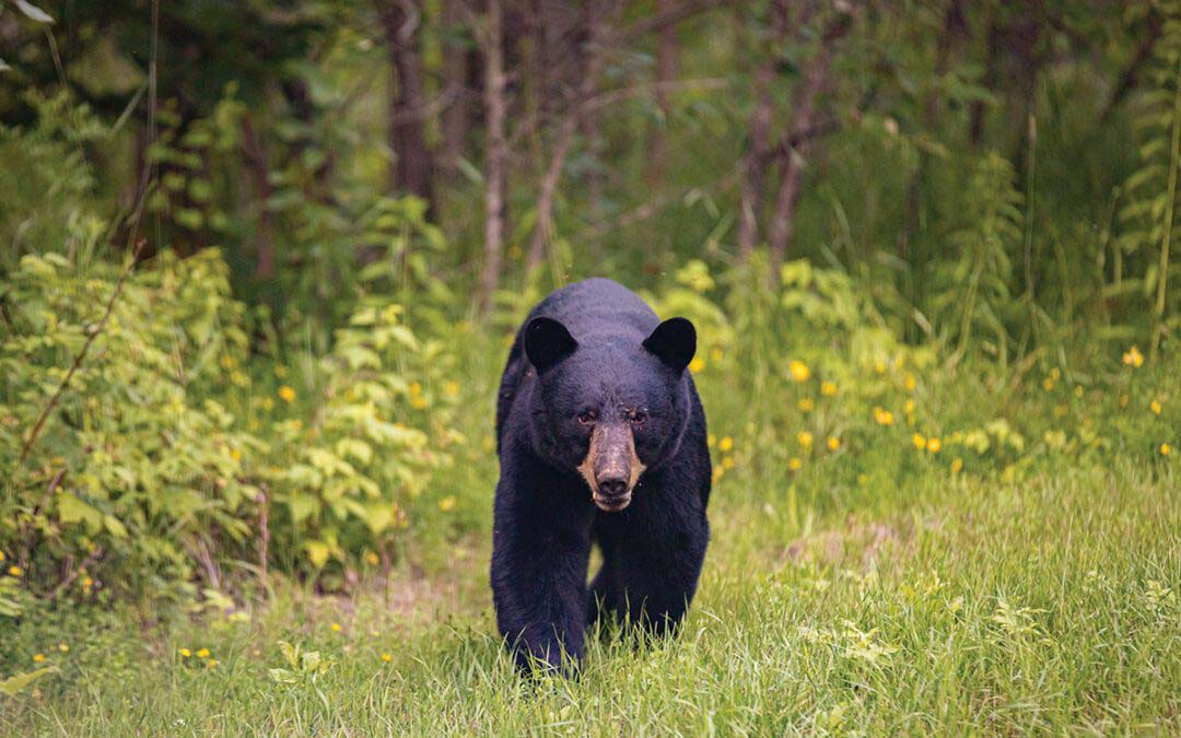 Discover the Wonders of Nature