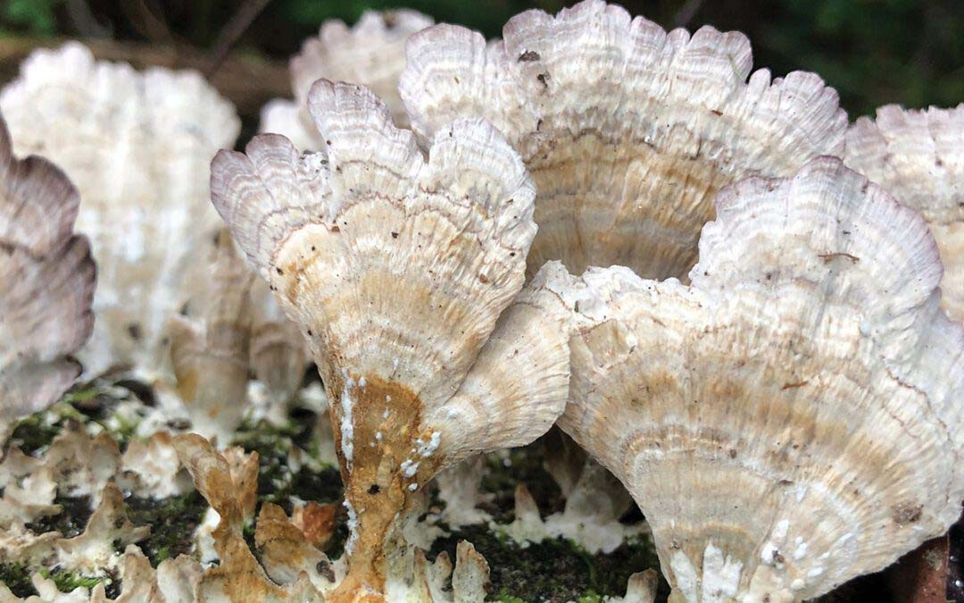 Green From Ground to Crown