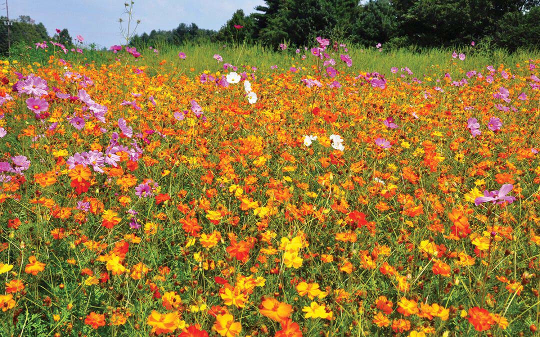 AI’s Take on August