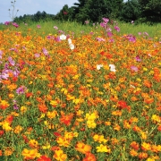 Summer-Flowers-william-mcreynolds