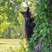 cades-cove-bear