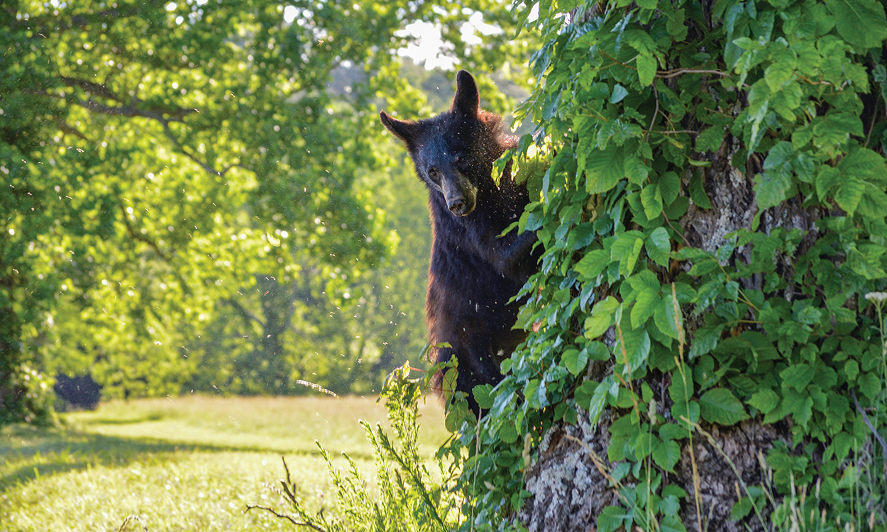 cades-cove-bear