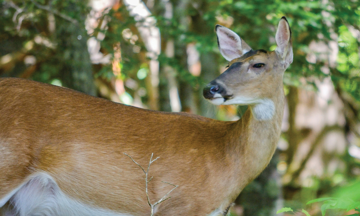 cades-cove-deer