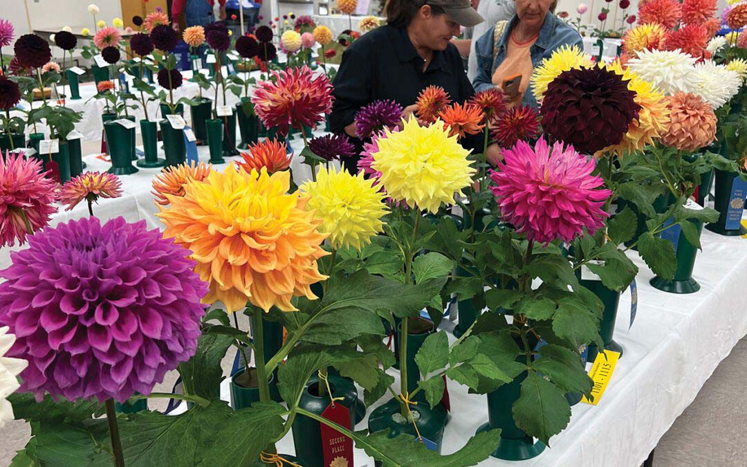 Carolina’s Annual Dahlia Show