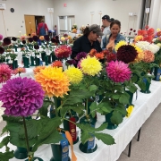 carolina-dahlia-festival