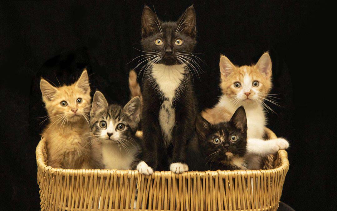 Basket o’ Kittens