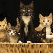 cashiers-nc-humane-society-kittens