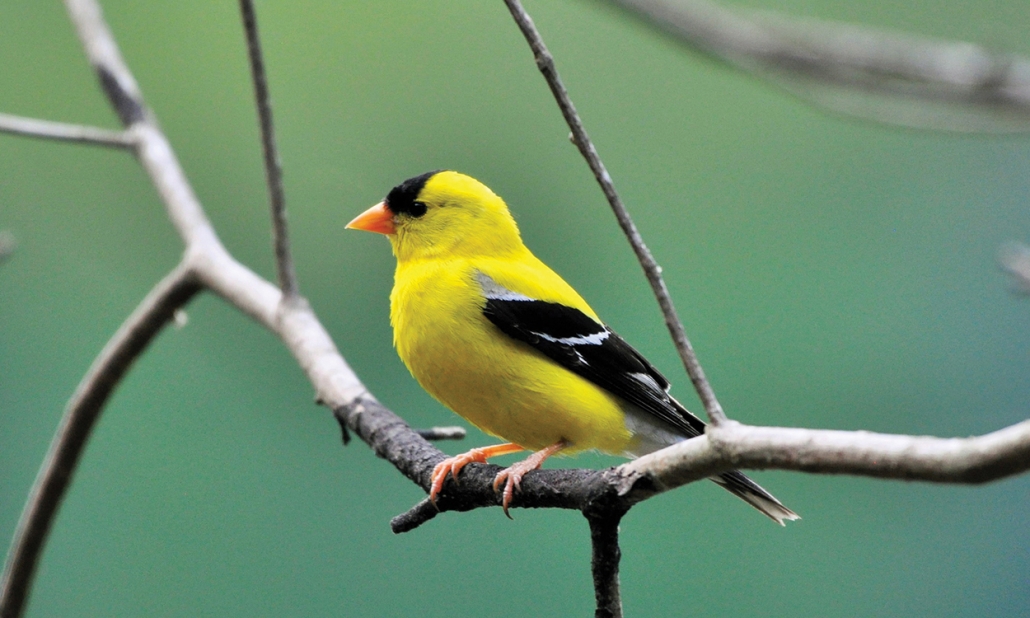 highlands-nc-audubon-Goldfinch-American-Male