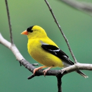 highlands-nc-audubon-Goldfinch-American-Male