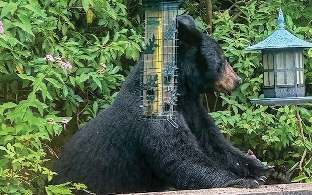 highlands-nc-carpe-diem-bear