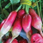 highlands-nc-cashiers-nc-locally-grown-marketplace-radish